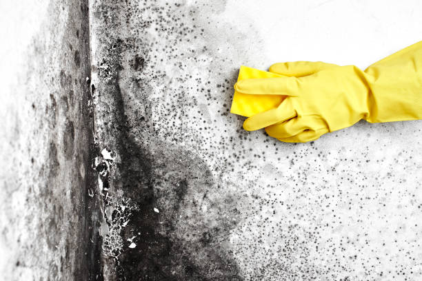 Best HVAC Mold Inspection and Cleaning  in Bethel, OH