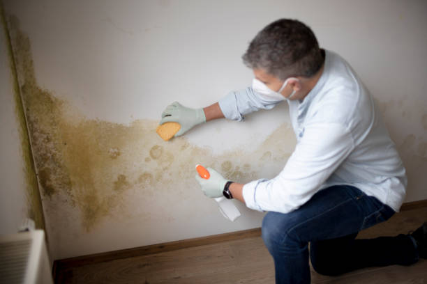 Best Basement Mold Removal  in Bethel, OH